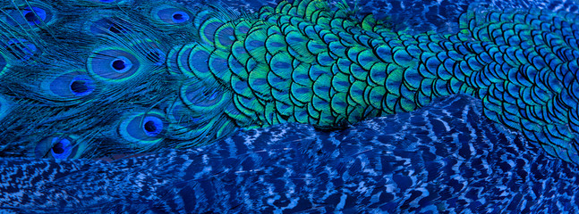 Blue peacock feathers in closeup