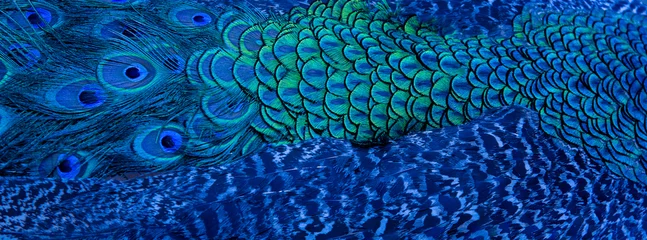 Gordijnen Blauwe pauwenveren in close-up © chamnan phanthong