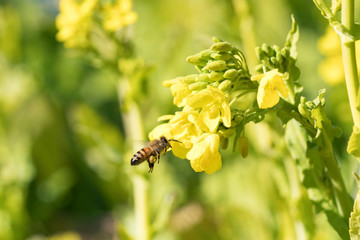 菜の花の蜜を集めるセイヨウミツバチ