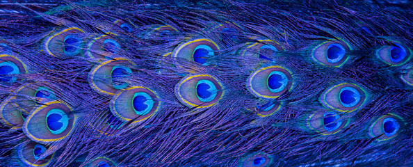 Blue peacock feathers in closeup - Powered by Adobe