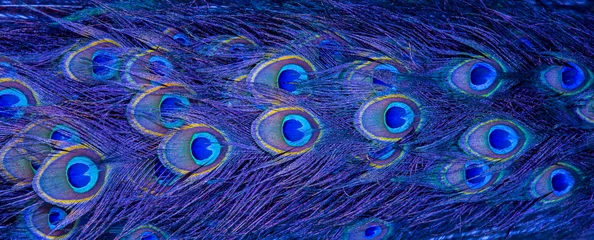  Blauwe pauwenveren in close-up © chamnan phanthong