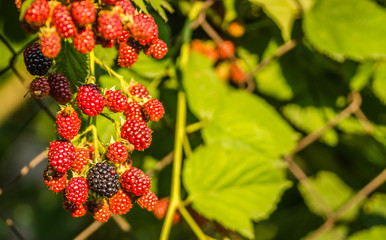The fruits of blackberries on a wire woven fence