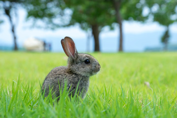 うさぎ島の子うさぎ