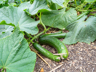 Freilandgurken im Gartenbeet