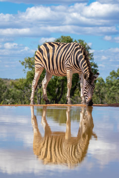 Zebra ( Equus Burchelli)  drinking at a water hole with reflection.  Welgevonden Game Reserve, South Africa.