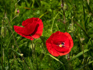 deux coquelicots
