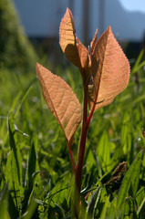 Reynoutria japonica; Japanese knotweed in Swiss meadow