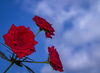 red rose in the sky