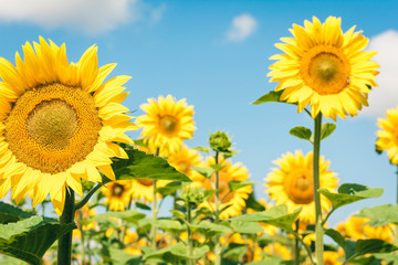 Obraz premium Sunflowers bloom on the field in Kiev region, Ukraine.