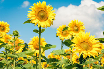 Sunflowers bloom on the field in Kiev region, Ukraine.