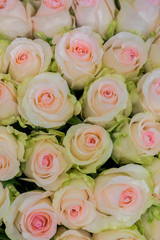 Beige roses background. White roses horizontal seamless pattern. White roses arrangement. vertical photo