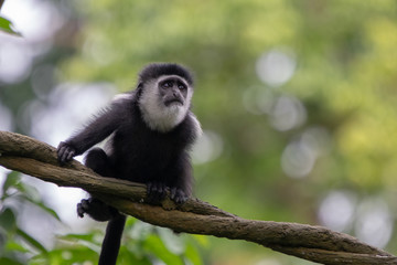 Young guereza