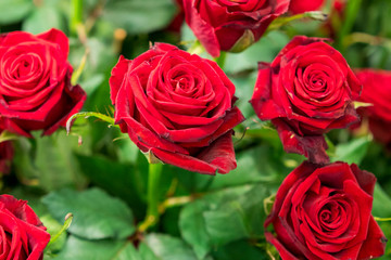 Fresh, natural red roses with green leaves. background