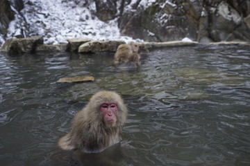 温泉に入るサル　スノーモンキー　地獄谷