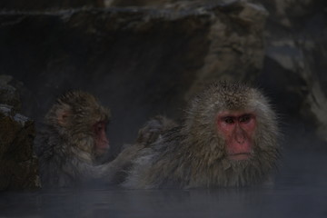 温泉に入るサル　スノーモンキー　地獄谷