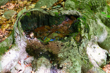 Forest in autumn with fog