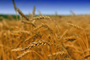 Fototapeta premium Detail of the Barley Spike