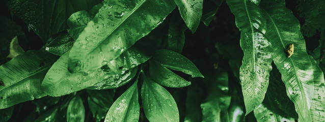 Fototapeta premium Tropical plant leaves