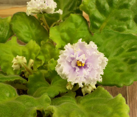 Blooming violet, beautiful shaggy leaves