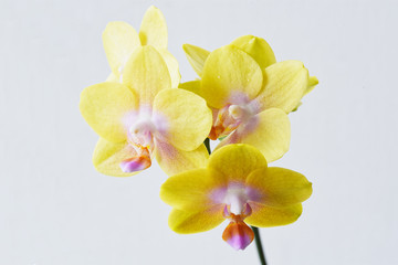 Fototapeta na wymiar Yellow phalaenopsis flowers with pink lip