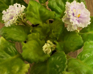 Blooming Violet, beautiful shaggy leaves