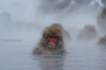 スノーモンキー　温泉に入るニホンザル　長野県　日本