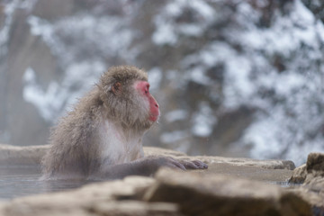 スノーモンキー　温泉に入るニホンザル　長野県　日本