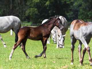 foal of The Kladruber horse,  THE NATIONAL STUD AT KLADRUBY NAD LABEM