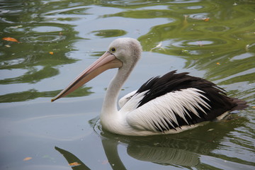 pelican in water