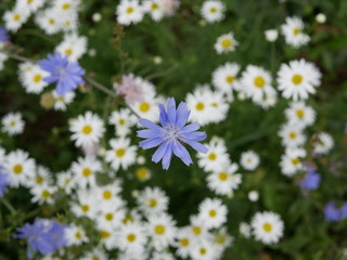white chamomile flowers and blue chicory flowers on a Sunny summer day. field flowers. beauty in nature