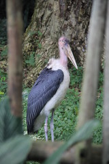 stork on tree