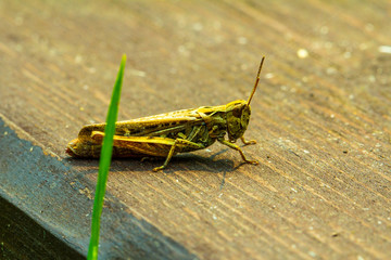 Cute grasshopper on the bench