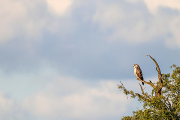 Raptor perched on tree branch