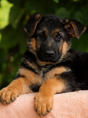 little german shepherd puppy looks
