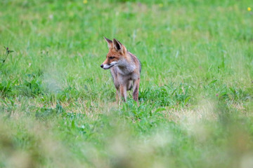 Curious red fox in grass field