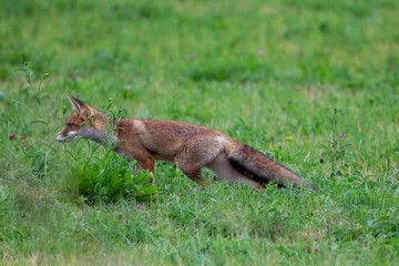 Naklejka na ściany i meble Red fox hunting in grass