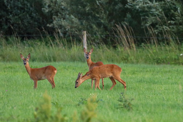 Three deer foraging in grass field