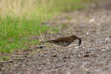 Thrush eating slug on forest trail