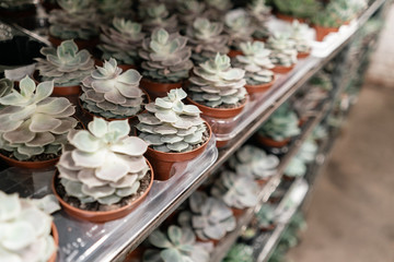 Garden center and wholesale supplier concept. Many different cacti in flower pots in flowers store on the shelves of trolley. Lot of potted small cactus and succulent plants sale.