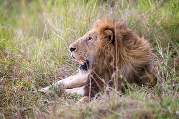 Lion in the long grass of the Masai Mara