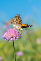 Beautiful butterfly feeding on a bright pink flower closeup. Macro butterfly against blue sky. Butterfly on a spring flower among the field. vertical photo