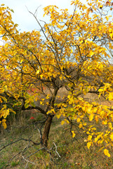 Tree at fall