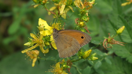 farfalla