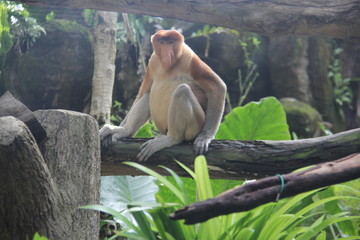 monkey