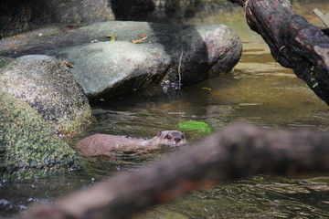 stream in forest