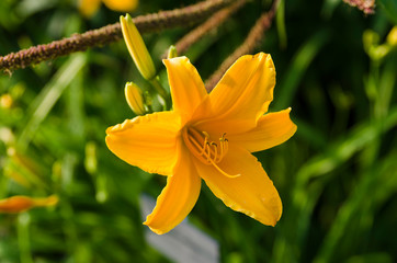  Lilium regale Island Mainau Germany