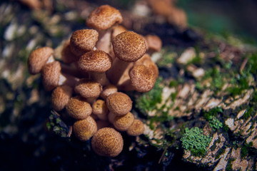 Wild mushrooms on a tree snag. In a wild forest