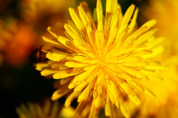 Gelbe Löwenzahnblüte