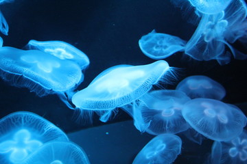 Obraz premium fish in aquarium