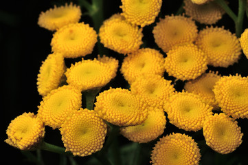 Yellow tansy flowers - Tanacetum vulgare, common tansy plant, bitter button, cow bitter, or golden buttons - in green summer meadow herbs field. Yellow flower plant. Close-up photo, shallow DOF